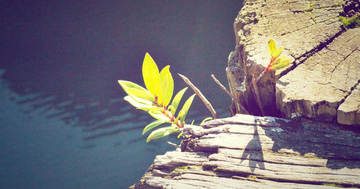TanStack Query v5: Data Fetching Done Right image