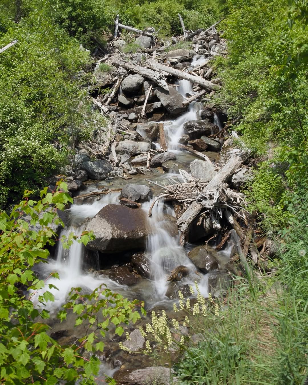 Glacier National Park: The Crown of the Continent image