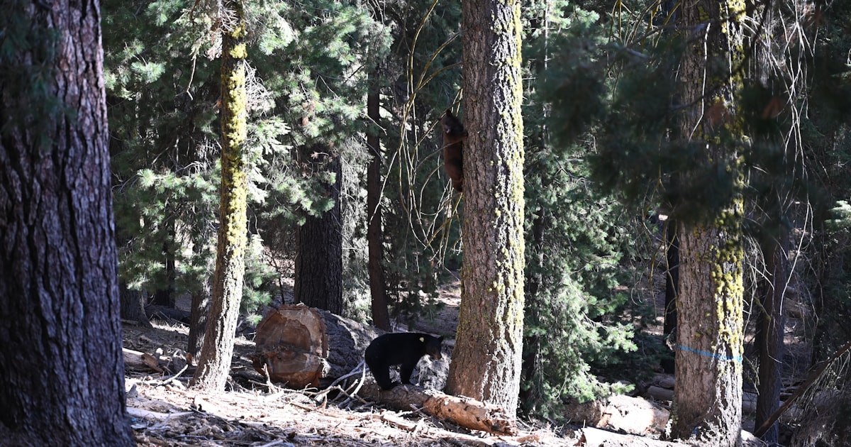 Visiting Kings Canyon National Park
