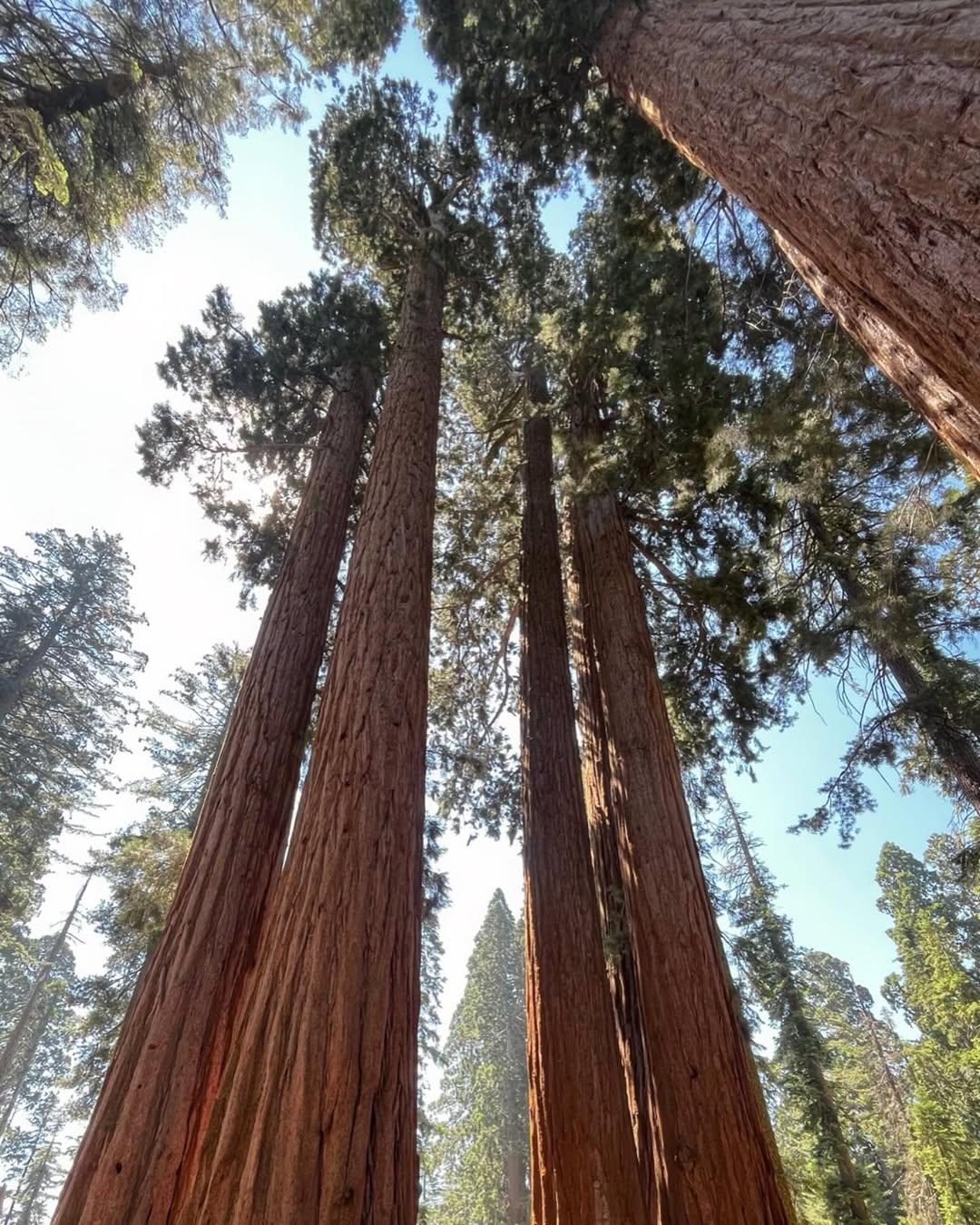 Redwoods National Park image