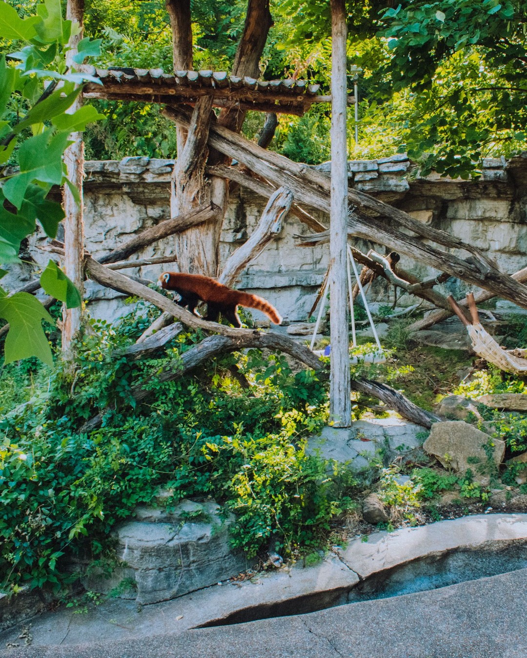 Saint Louis Zoo image