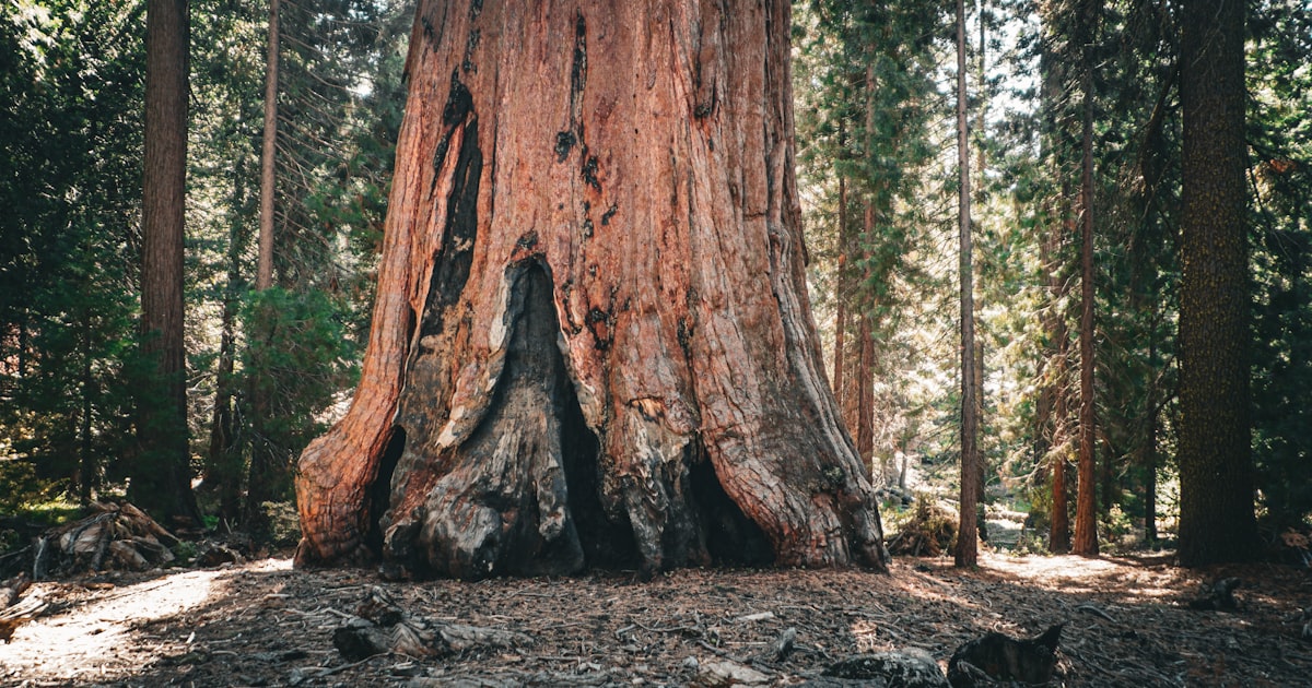 Visiting Sequoia National Park