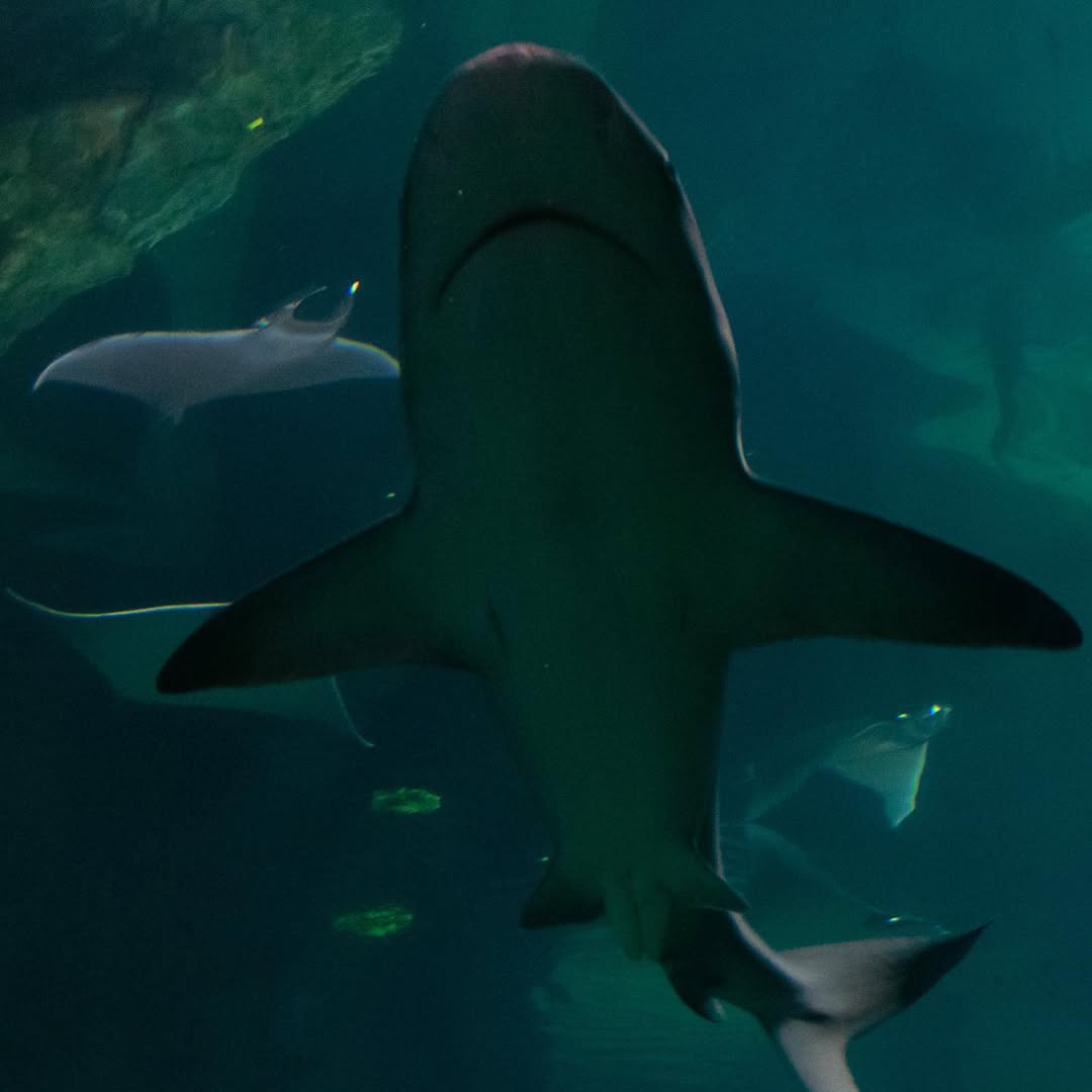 St. Louis Aquarium at Union Station image